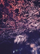 桜①